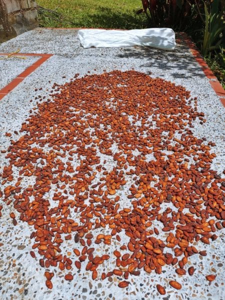 drying cacao seeds, Coffee and Chocolate Tour