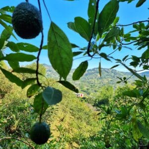 Guatape and avocado farm tour